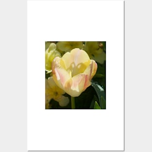 Tulip Posters and Art